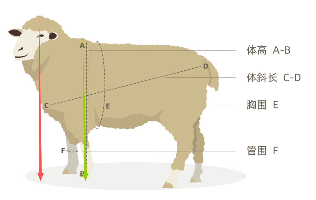 AI Measurement Diagram
