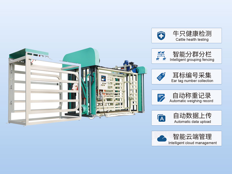 牛只保定称重分群设备